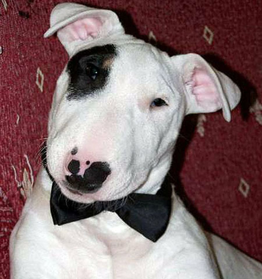 bull terrier