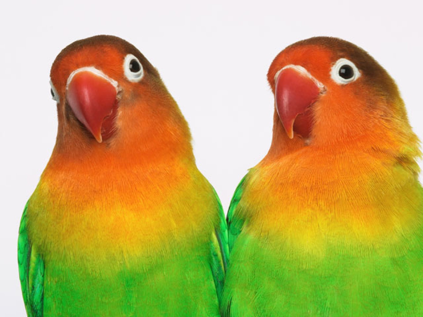 agapornis