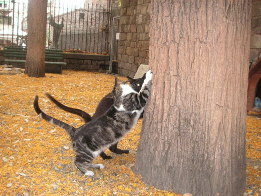 gatos jugando en un árbol