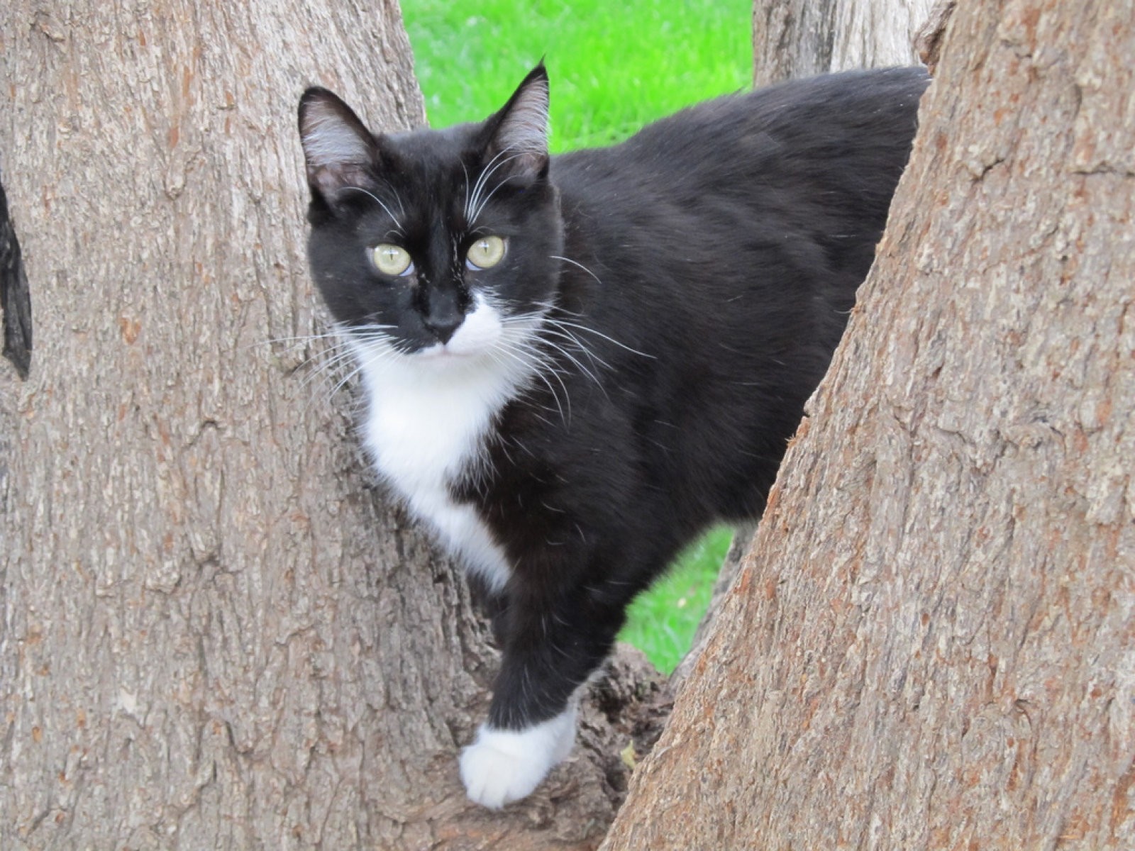 gato en árbol