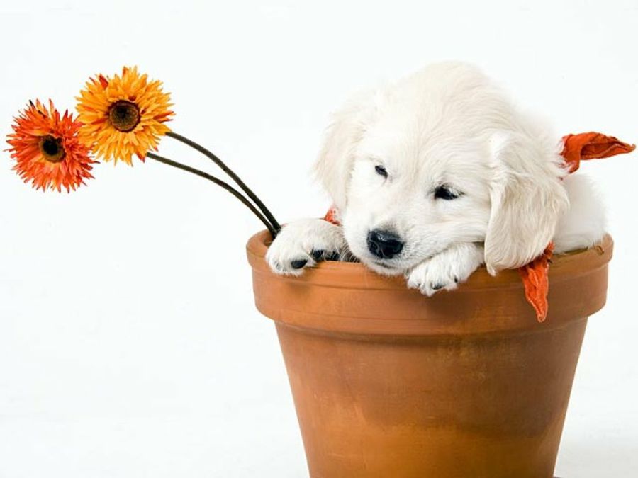 cachorro en una maceta