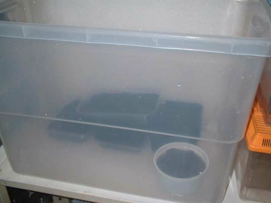 caja de plástico para criar grillos