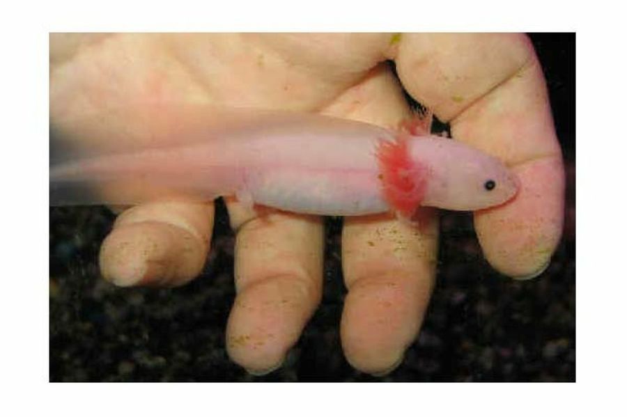 axolote en una mano