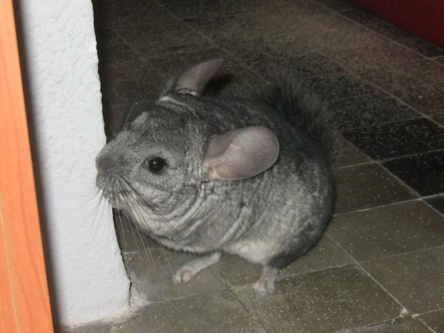 chinchilla en la puerta