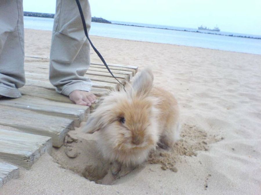 conejo en la playa