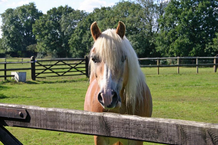 caballo detrás de valla