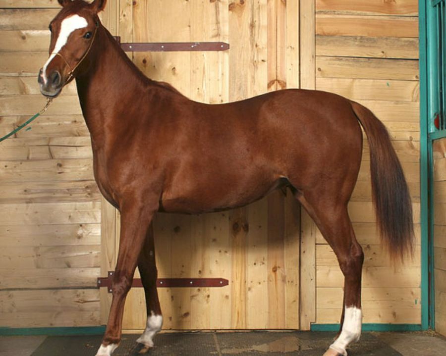caballo blanco con mancha en el ojo