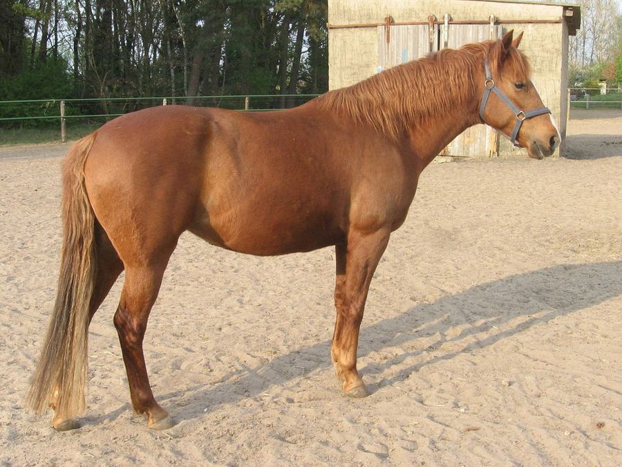 caballo berberisco