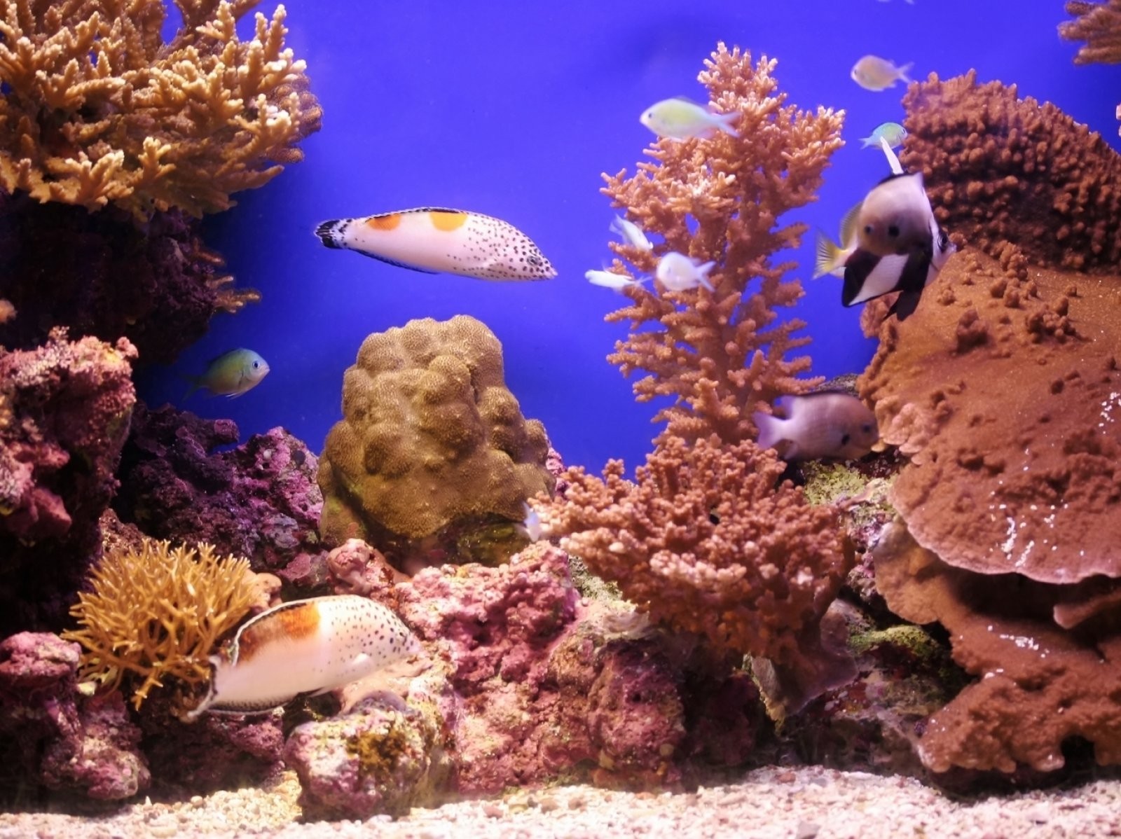 Cuidados básicos para mantener el acuario