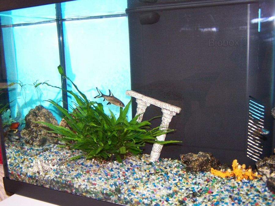 acuario dos columnas