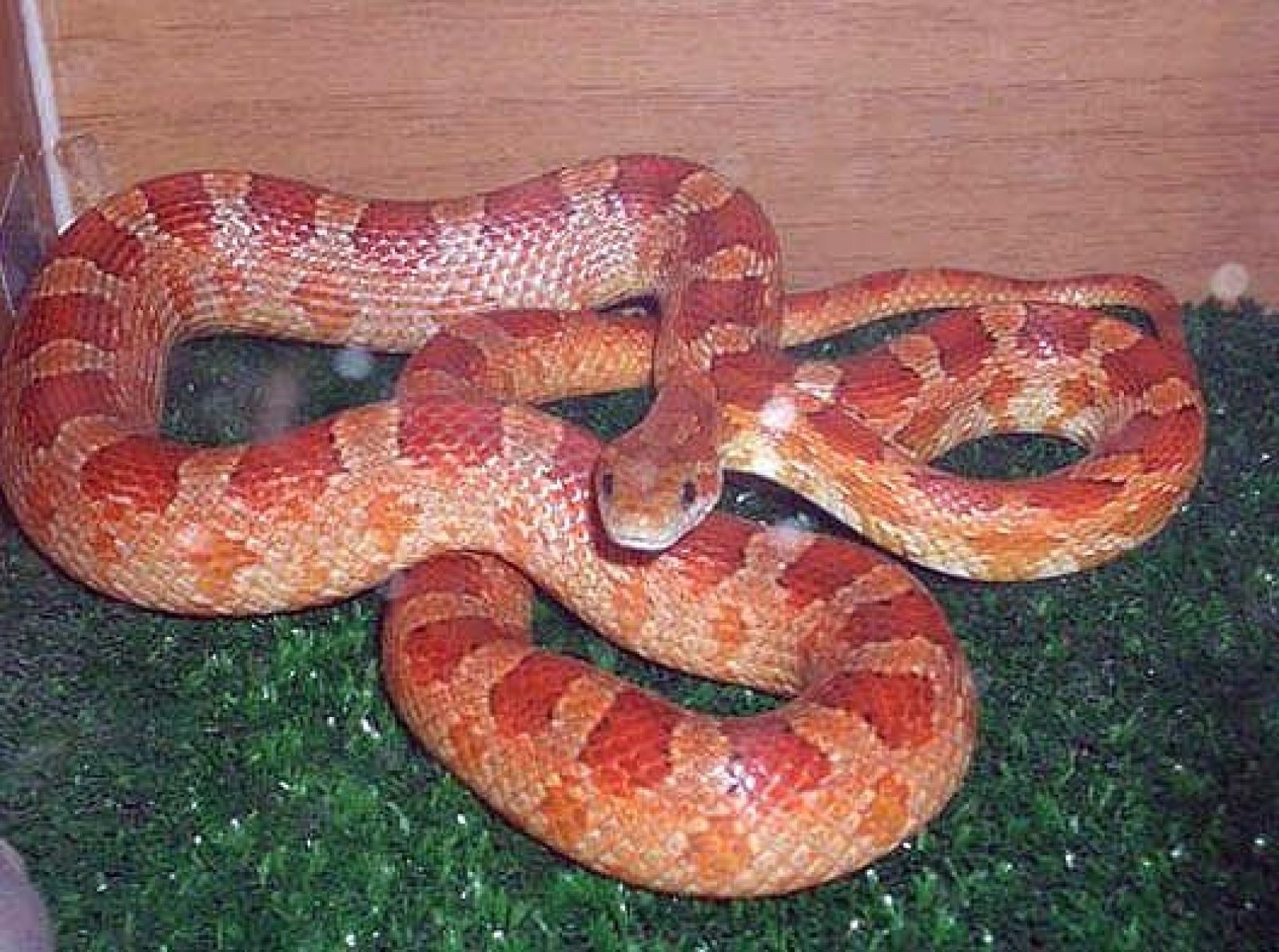 serpiente roja y naranja