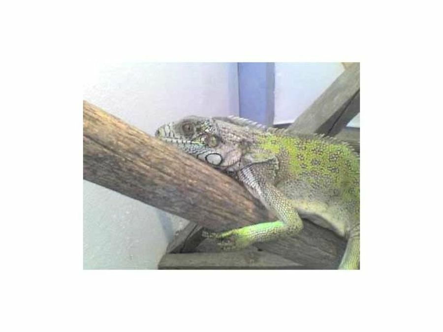 iguana en tronco