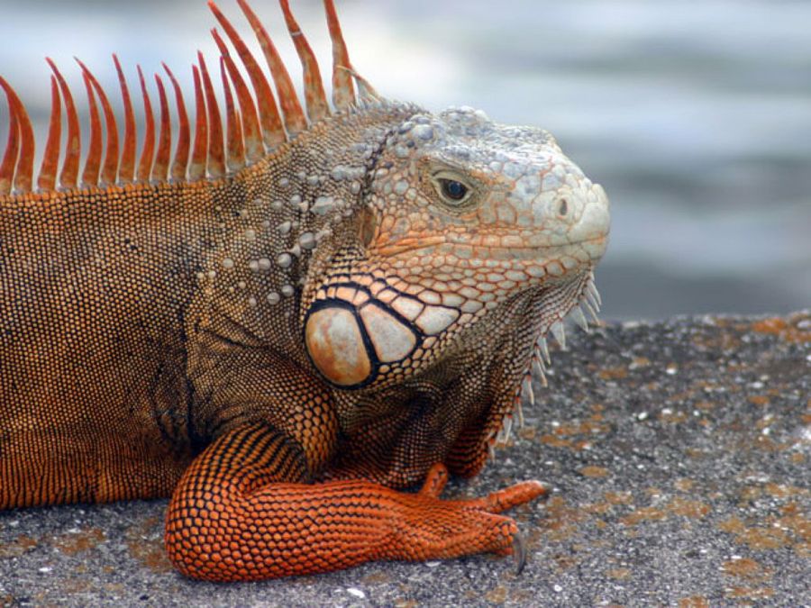 iguana roja