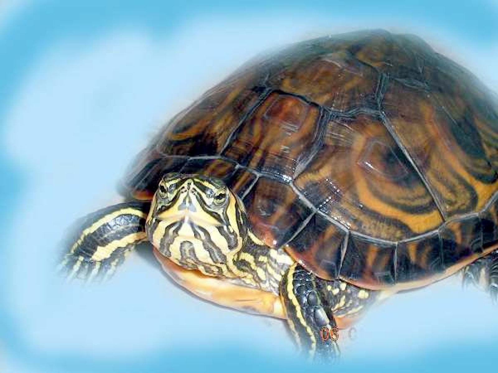 tortuga