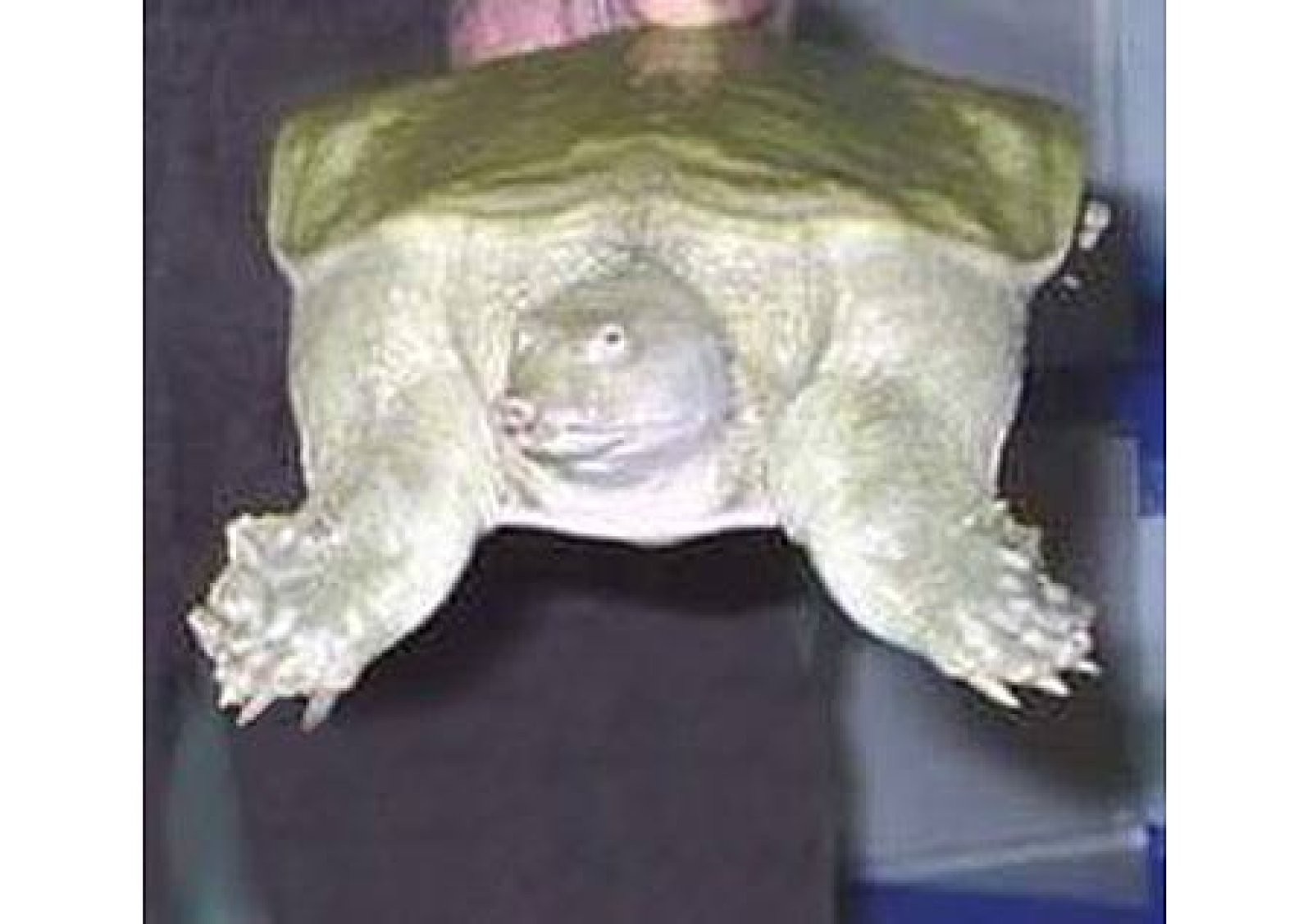 tortuga
