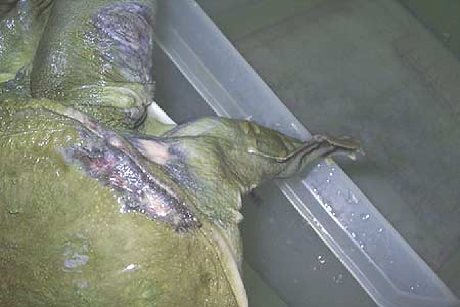 torquga con quemaduras