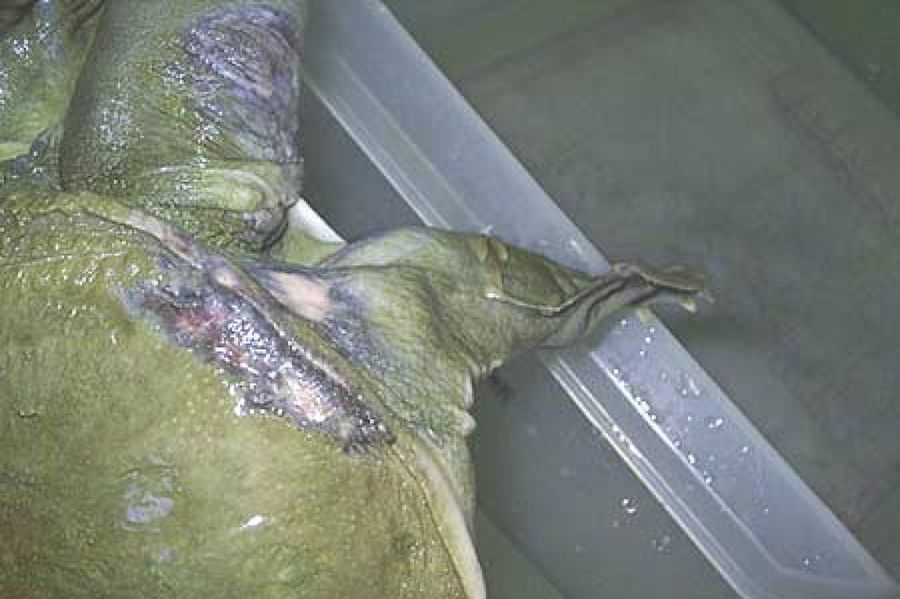 torquga con quemaduras