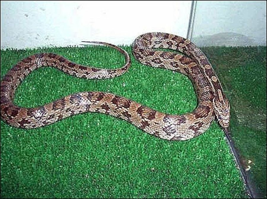 serpiente marrón
