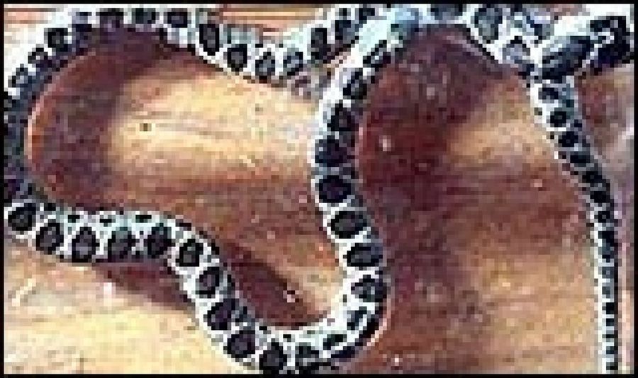 culebra