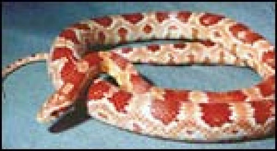 serpiente roja y blanca
