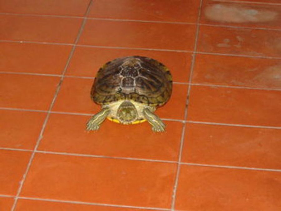 tortuga en el suelo