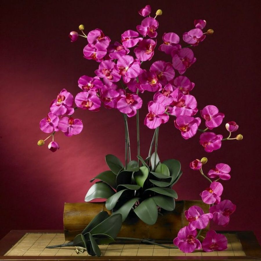Orquídea mariposa o Phalaenopsis | Plantas
