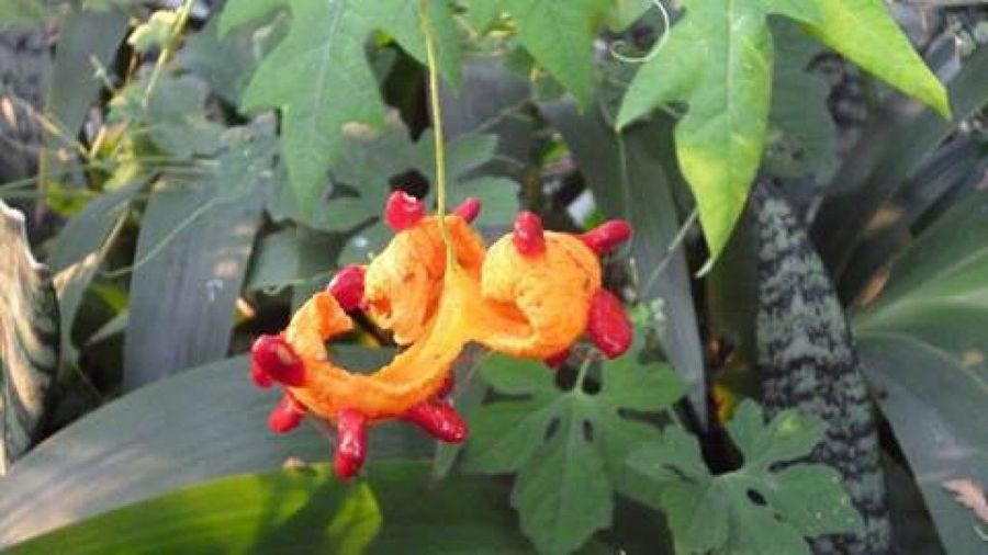 Chaise longues IKEA Decoración