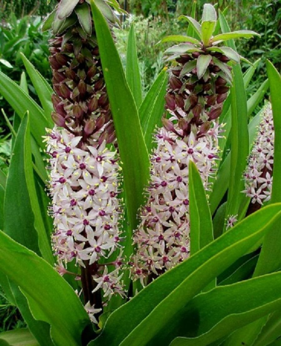 Flores exóticas | Plantas Flores exóticas | Plantas