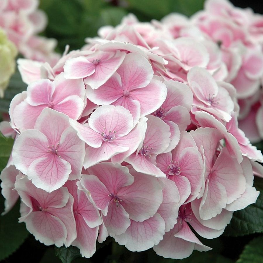 Beneficios de la hortensia: consejos y recomendaciones | Plantas