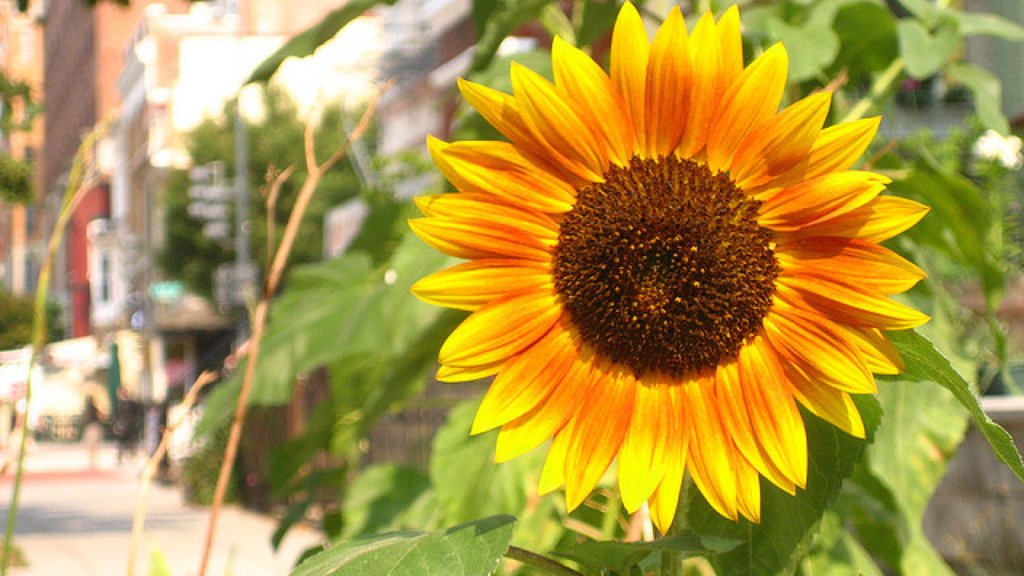 El cultivo del girasol | Plantas