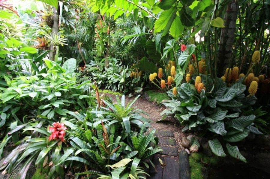 Jardín exótico y tropical: características | Plantas
