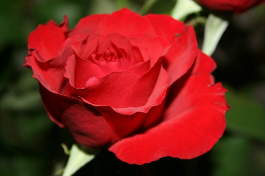 Significado de la rosa roja | Plantas