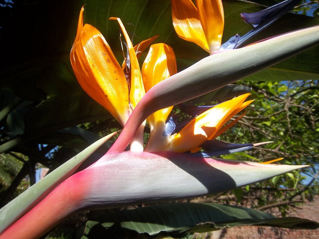 Flor de pico de pájaro doble | Plantas