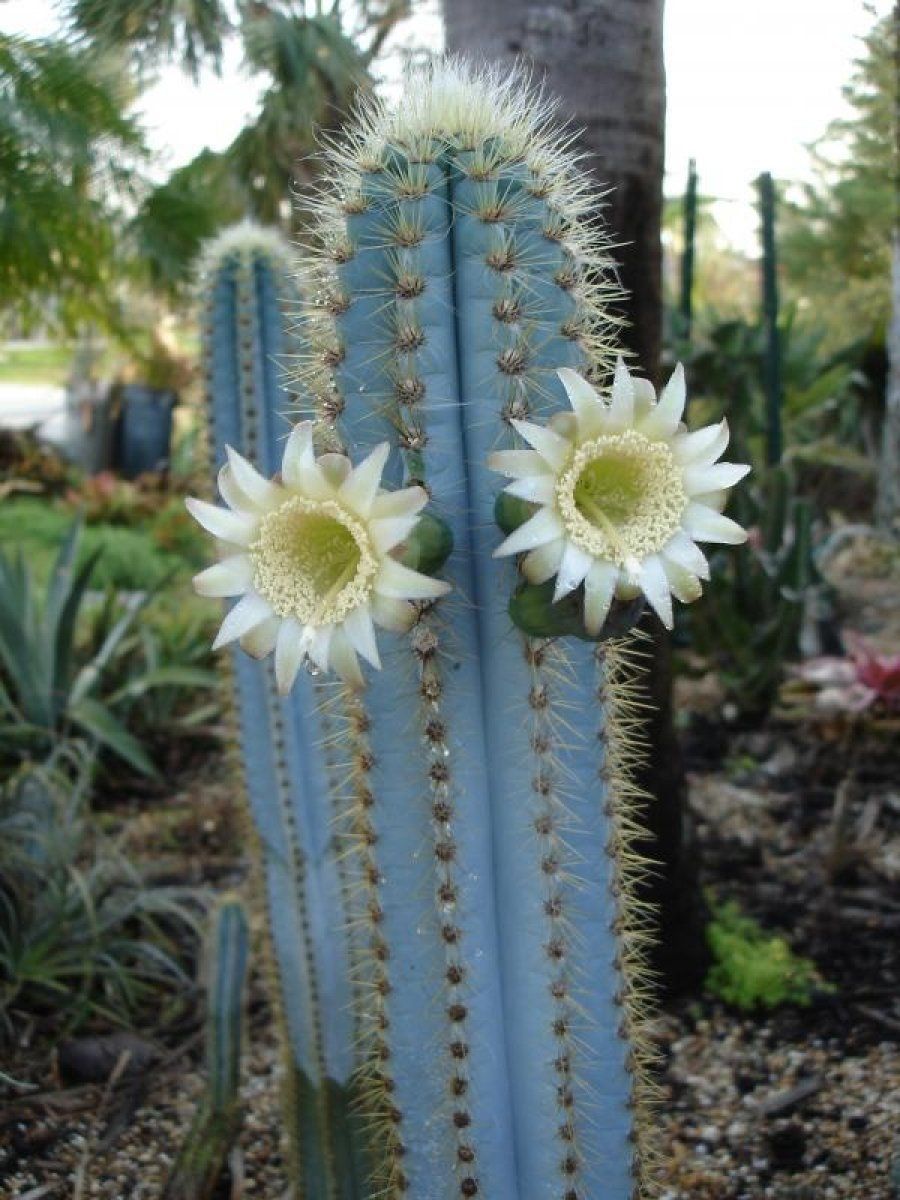 desagüe Dentro Alivio Flores de cactus y suculentas | Plantas