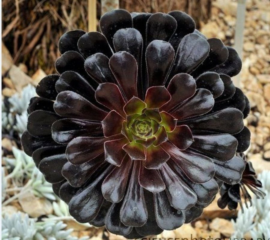 Las inusuales y raras flores negras | Plantas