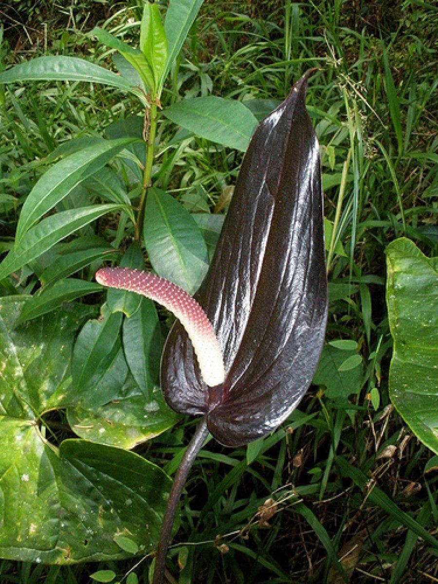 Las inusuales y raras flores negras | Plantas