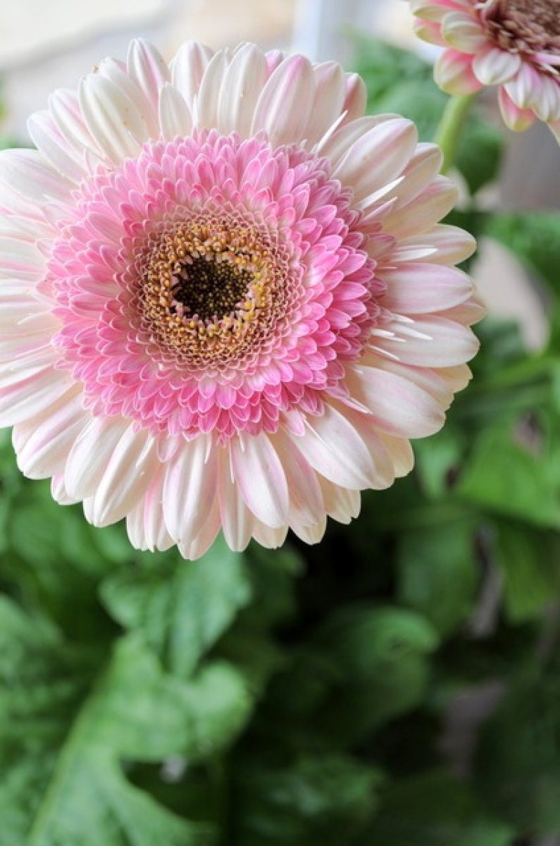 Gerberas | Plantas