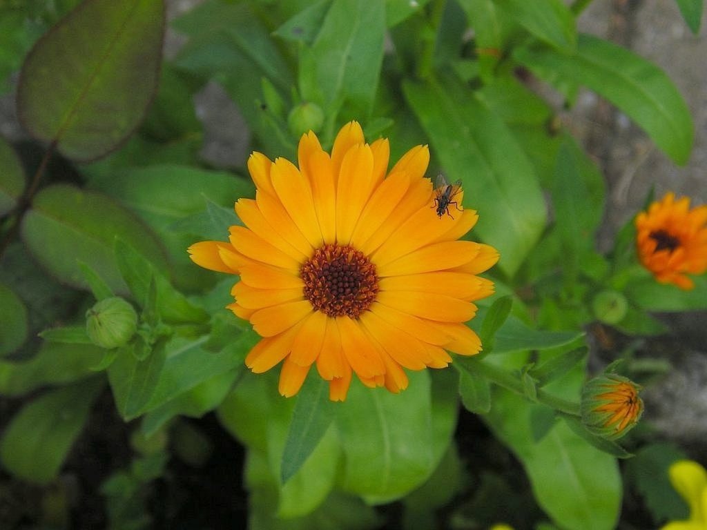 Caléndula, una flor comestible | Plantas