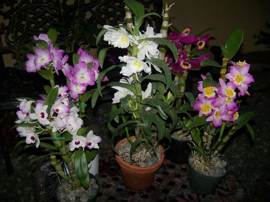 Orquidea, Dendrobium Nobile | Plantas