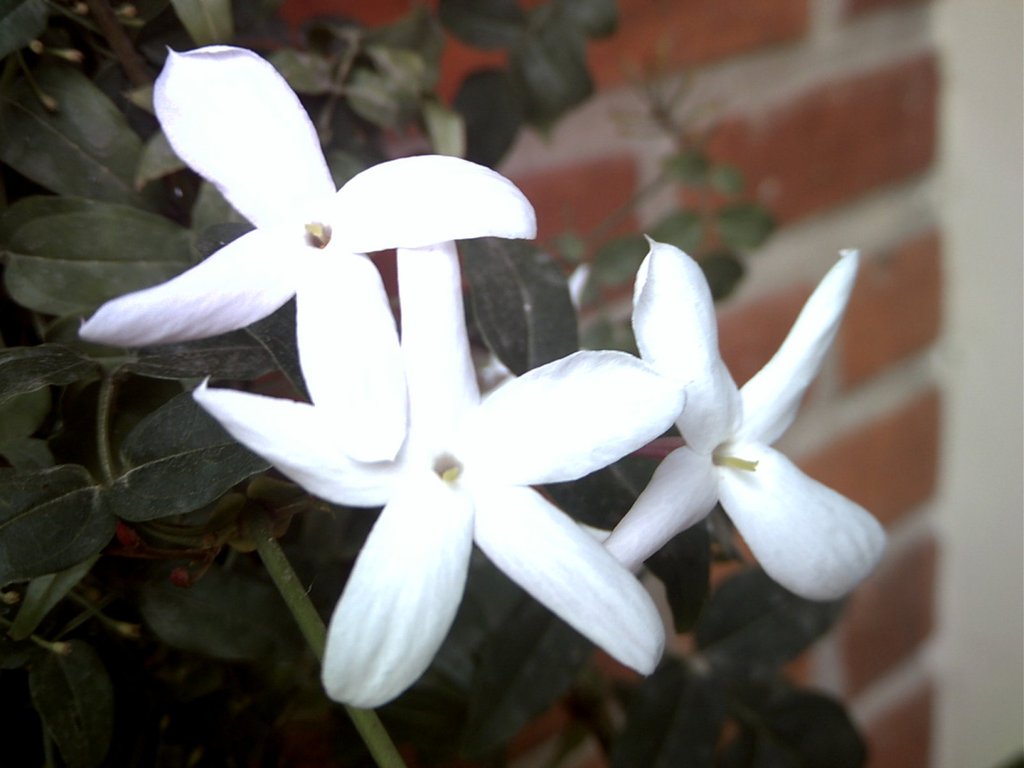 El Jazmín blanco | Plantas