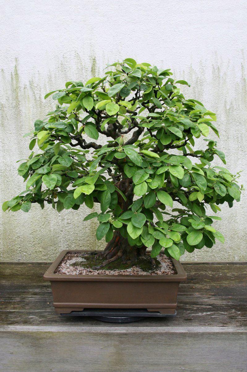 Membrillo del japón