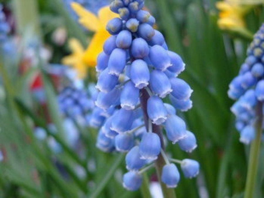 Muscari 2