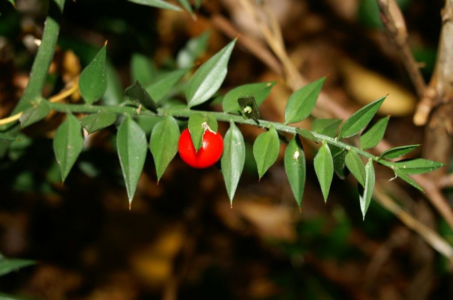 El Rusco, una planta excelente para la circulación sanguínea: propiedades  beneficiosas para la salud | Plantas