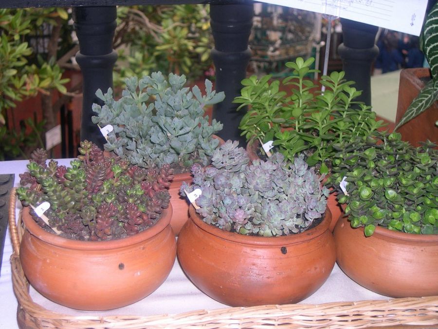 Exposición de clubes de jardinería: fotografías | Plantas