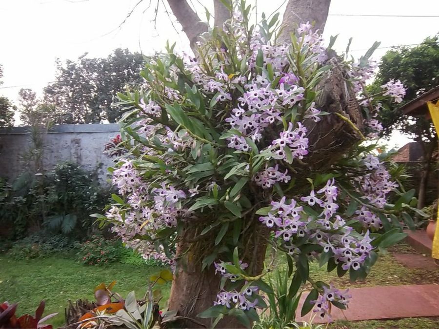 Arbusto de orquídeas: hermosas flores para tu jardín | Plantas