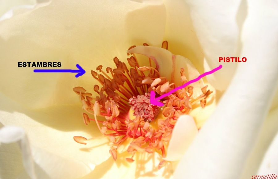  Jardineria a nivel usuario