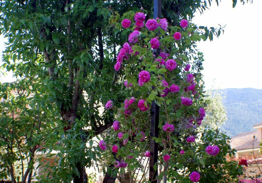  Jardineria a nivel usuario