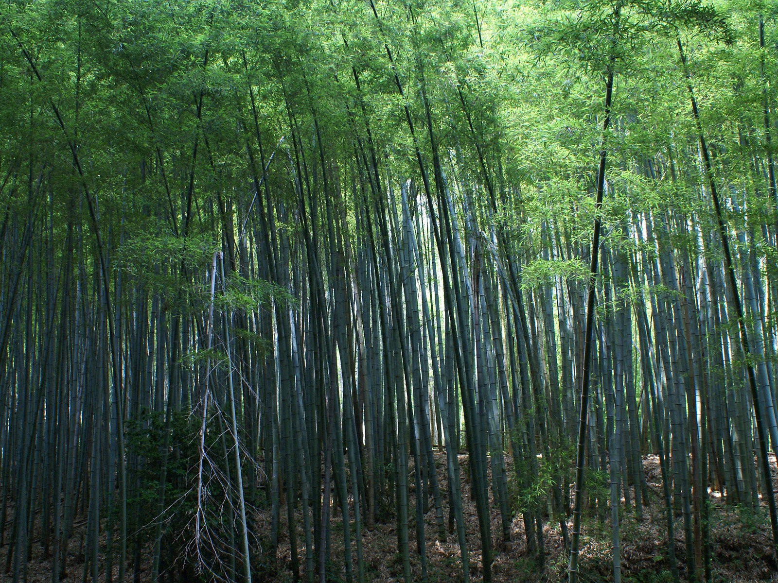 bambú