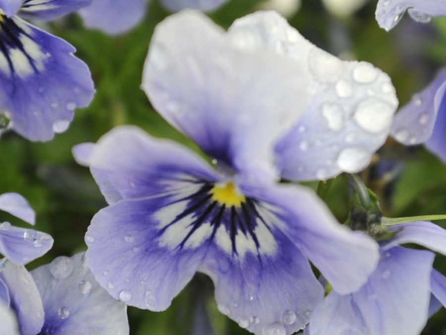 En primavera, vuelven las flores | Plantas