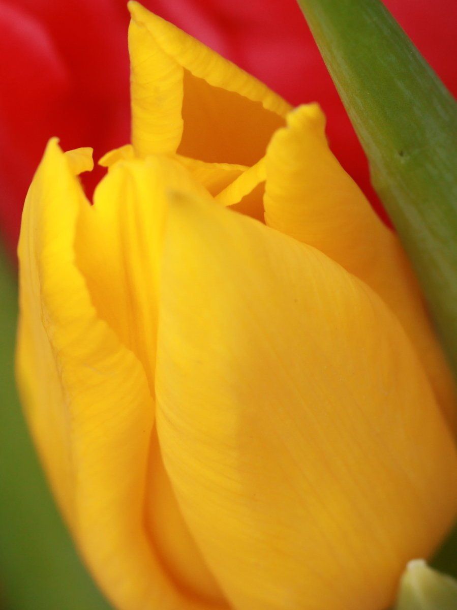 Tulipán amarillo